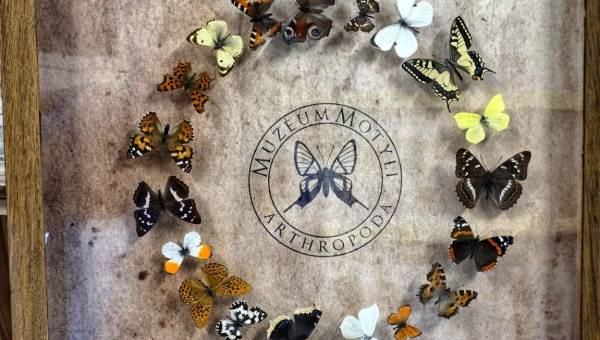 Muzeum motyli z całego świata w centrum Bochni